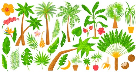 Fototapeta na wymiar Palm trees tropical plants vector illustration set. Cartoon flat indoor exotic houseplants from tropics collection of palm leaves and flowers in pot, home or office garden decoration isolated on white