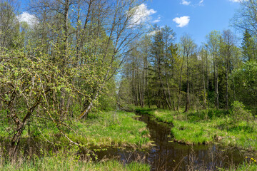 Forest area with streams and glades near Volozhin