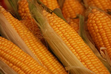 Viele Maiskolben, am Marktstand aufgestapelt.