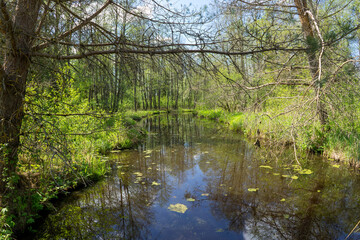 Forest area with streams and glades near Volozhin