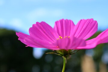 花　秋空にこすもす