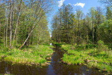 Fototapeta premium Forest area with streams and glades near Volozhin
