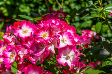 Wildrose, (Rosa rubrifolia), Tegernsee, Bayern, Deutschland, Europa