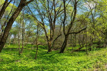 Fototapeta na wymiar Forest area with streams and glades near Volozhin