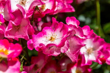 Wildrose, (Rosa rubrifolia), Tegernsee, Bayern, Deutschland, Europa