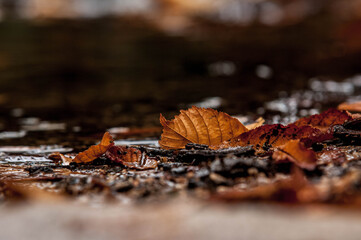 L'automne en France 