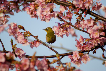 White-eye bird 