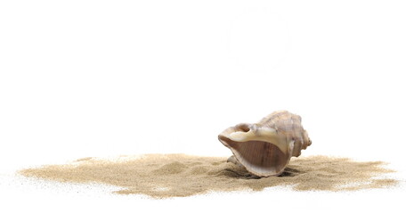 Seashell in sand pile isolated on white background