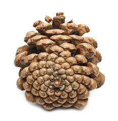Pine cone isolated on white background