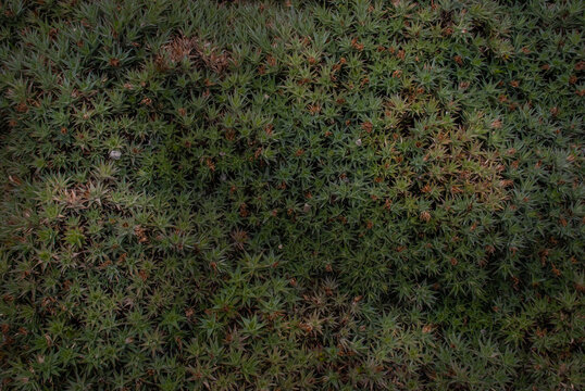 Green background of Abromeitiella lorentziana - Deuterocohnia lorentziana. in the botanical garden.