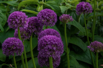 Spherical purple allium flowers. In the Green leaf background, Allium Gladiator is a spectacular giant Onion full bloom grown in a botanic garden. No focus, specifically.