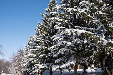 冬の松林と青空
