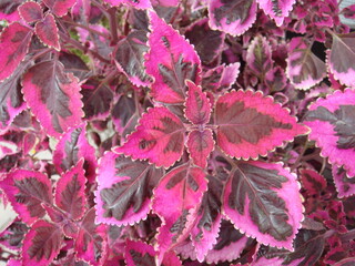 Coleus scutellarioides / Painted nettle  'Swinging Linda'