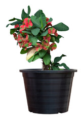 Red and green Euphorbia milli or Crown of Thorns flower bloom in black plastic pot isolated on white background included clipping path.