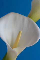 青背景の白いオランダカイウ
