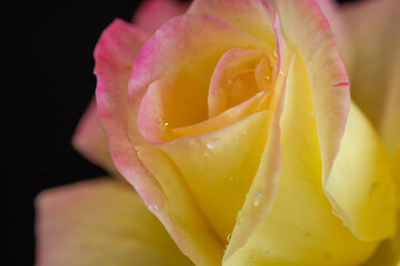 黒背景のピンクと黄色のバラ
