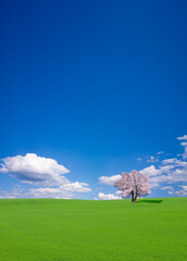 Obraz na płótnie Canvas 丘とサクラの木