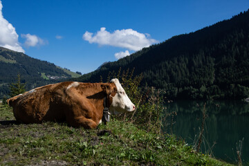 Fototapeta na wymiar Cow lies in the pasture in front of the Durlaßboden reservoir