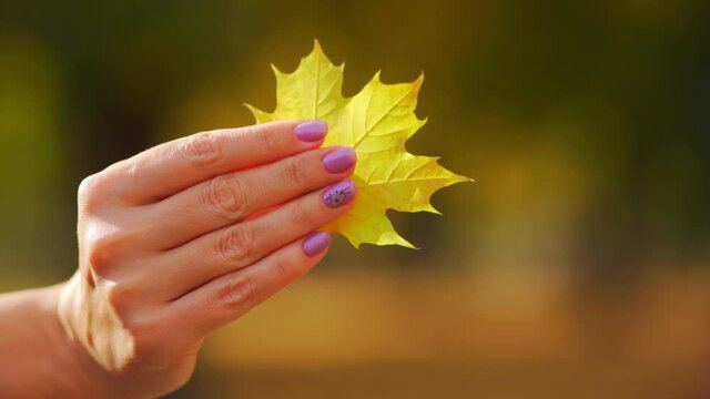 Closeup view 4k video of female hand with beautifully painted purple nails holding bright yellow autumnal maple leaves. Woman standing in sunny warm park outdoor.