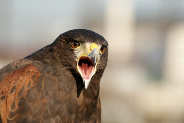 Buzzard Harris Hawk is crying