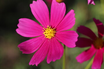 Fototapeta premium 秋の野原に咲く赤いコスモスの花