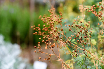 Dried herbs in the autumn in the garden.