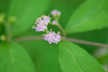 Tiny purple flowers  close up