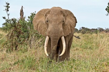 Fototapeta na wymiar Large male elephant