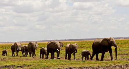 Fototapeta na wymiar Elephants walking in a line across the savannah.