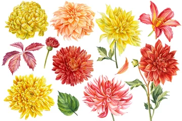 Fotobehang Dahlia Set gekleurde bloemen, aquarel botanische illustratie, handtekening, rode en gele bloemen
