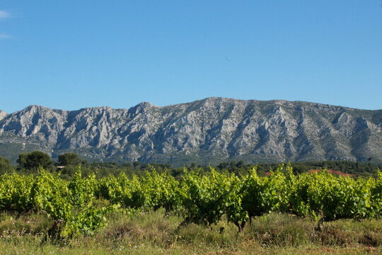 Vignoble de Provence au pieds de la Montagne Sainte Victoire	