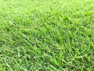 green grass background