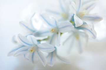 Fototapeta na wymiar 白色の花シラーとガラス瓶