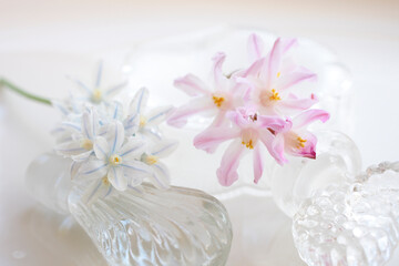 白色の花シラーとピンク色のチヨノドグサ