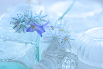 Obraz na płótnie Canvas 白色の花シラーとブルー色のチヨノドグサ
