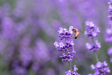 Lavender flower close up in a field in Korea
