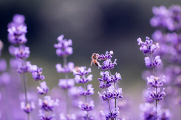 Fototapeta na wymiar Lavender flower close up in a field in Korea 