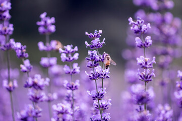 Obraz na płótnie Canvas Lavender flower close up in a field in Korea 