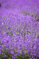 Fototapeta premium Lavender flower close up in a field in Korea 