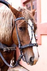 Head of a brown horse with a mane