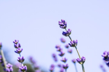 Naklejka premium Lavender flower close up in a field in Korea 