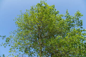 Gorgeous Willow oak (Quercus phellos) green foliage under autumn sun against the background of blue clear sky. Public landscape city park Krasnodar or 'Galitsky park' for relaxation and walking