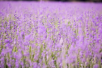 Fototapeta premium Lavender flower close up in a field in Korea 