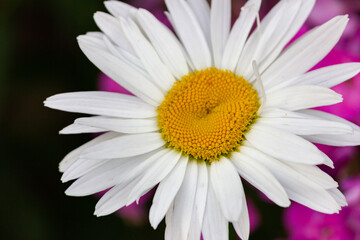 Daisies in the meadow and garden with beautiful white petals and white flowers in full bloom, like a spring flower and summer bloom.
