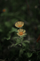 orange flower in the garden
