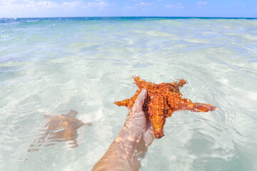 Hand carefully holding a starfish under the water