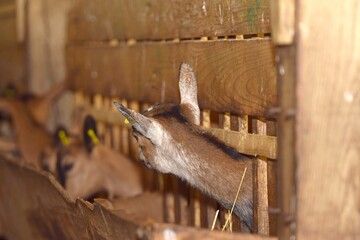 Fototapeta premium breeding of goats in barn