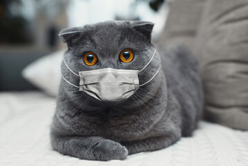 Portrait of grey British cat with golden eyes, wearing medical face mask against coronavirus and covid-19. 