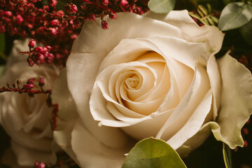 Close up view of beautiful white roses in bloom. Springtime background. 	
