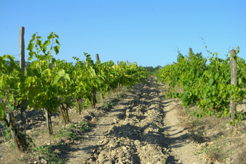 Fototapeta na wymiar Landscape of vineyard. Countryside wine making valley